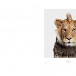 The Animal Kingdom: A Collection of Portraits, © Randal Ford, Book Photographer Of the Year, Professional, International Photography Awards