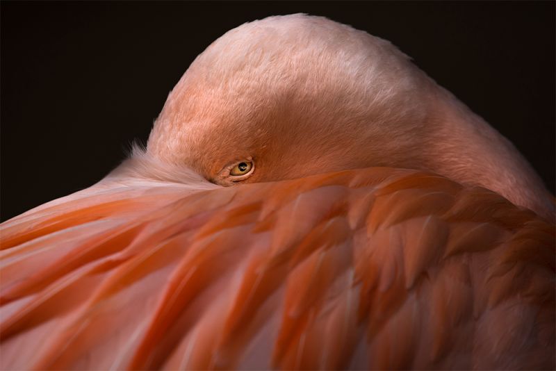 Animalia, © Melissa Cormican, Nature Photographer Of the Year, Professional, International Photography Awards