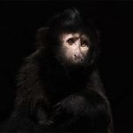 Animalia, © Melissa Cormican, Nature Photographer Of the Year, Professional, International Photography Awards