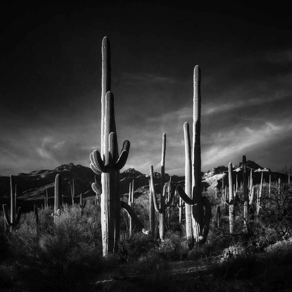 © Joseph-Cyr, Tucson AZ, United States, 3rd Place – Nature, IPPAWARDS — iPhone Photography Awards