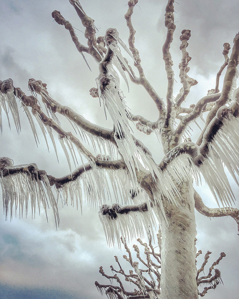 © Magali Chesnel, Ferney-Voltaire, France, 1st Place – Trees, IPPAWARDS — iPhone Photography Awards
