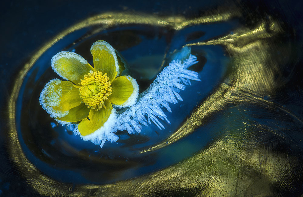 Frozen Spring, © Csaba Daróczi, Hungary, Plant World Winner, Memorial Maria Luisa Photography Contest