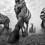 The Mara, © Anup Shah , UK, 1st Place — Black & White Nature, Black & White Series of the Year 2017, MonoVisions Photography Awards
