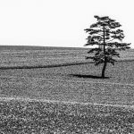 Ippon-One Pine Tree, © Aya Iwasaki, 1st Place - Black & White Landscapes Series of the Year 2018, MonoVisions Photography Awards