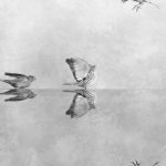 Conversations, © Luisa Lynch, 1st Place - Black & White Nature And Wildlife Series of the Year 2018, MonoVisions Photography Awards