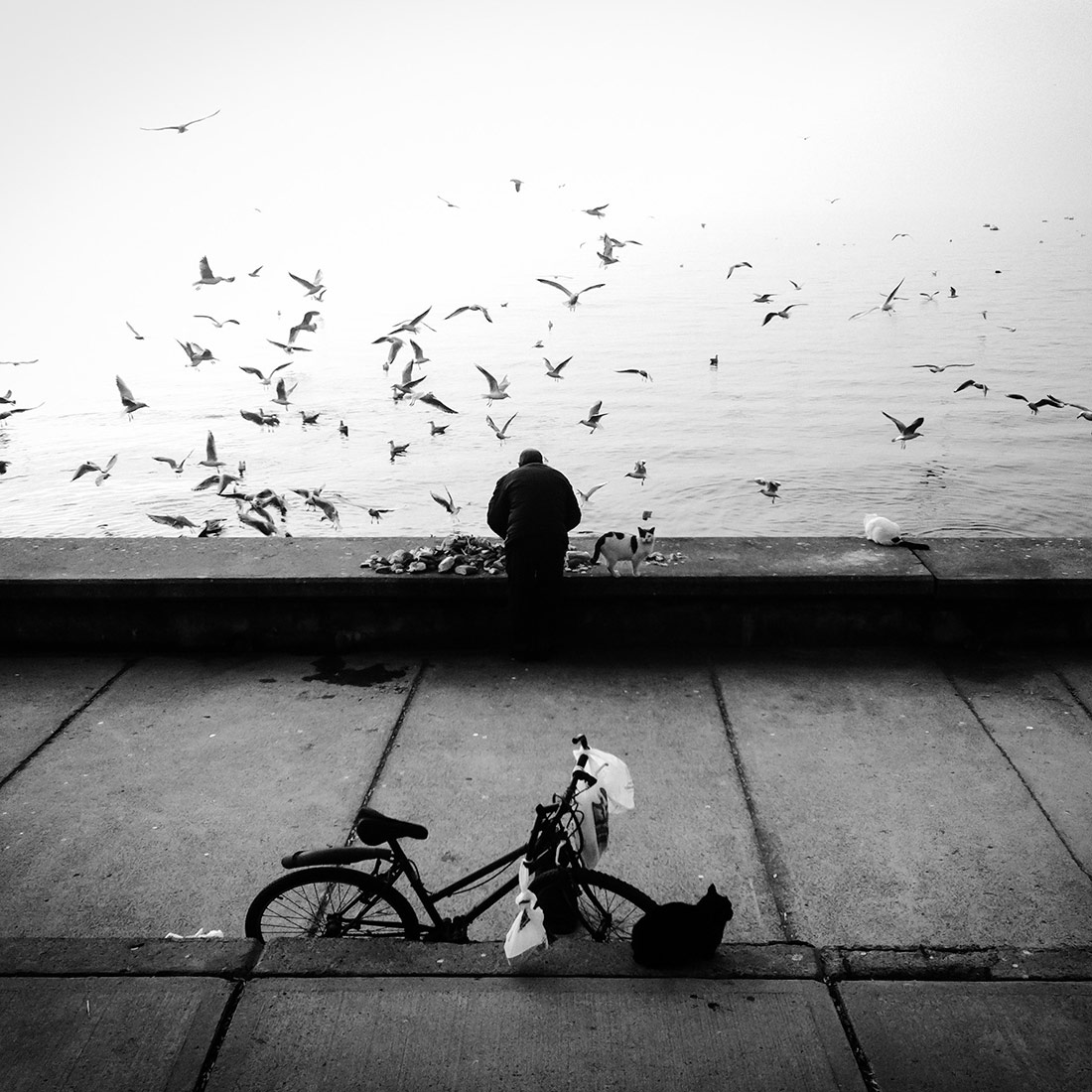 Stray with me, © Sevil Alkan, 1st Place - Black & White Street Series of the Year 2018, MonoVisions Photography Awards