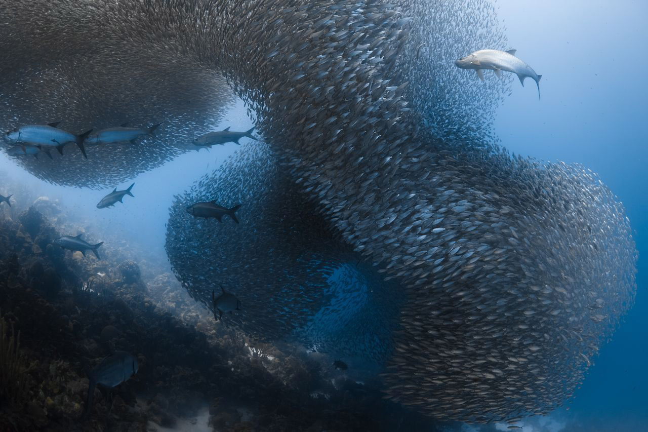 Jennifer Oneil Predators On A Bait Ball, © Jennifer Oneil, Honorable Mention, Underwater, National Geographic Nature Photographer of the Year Contest