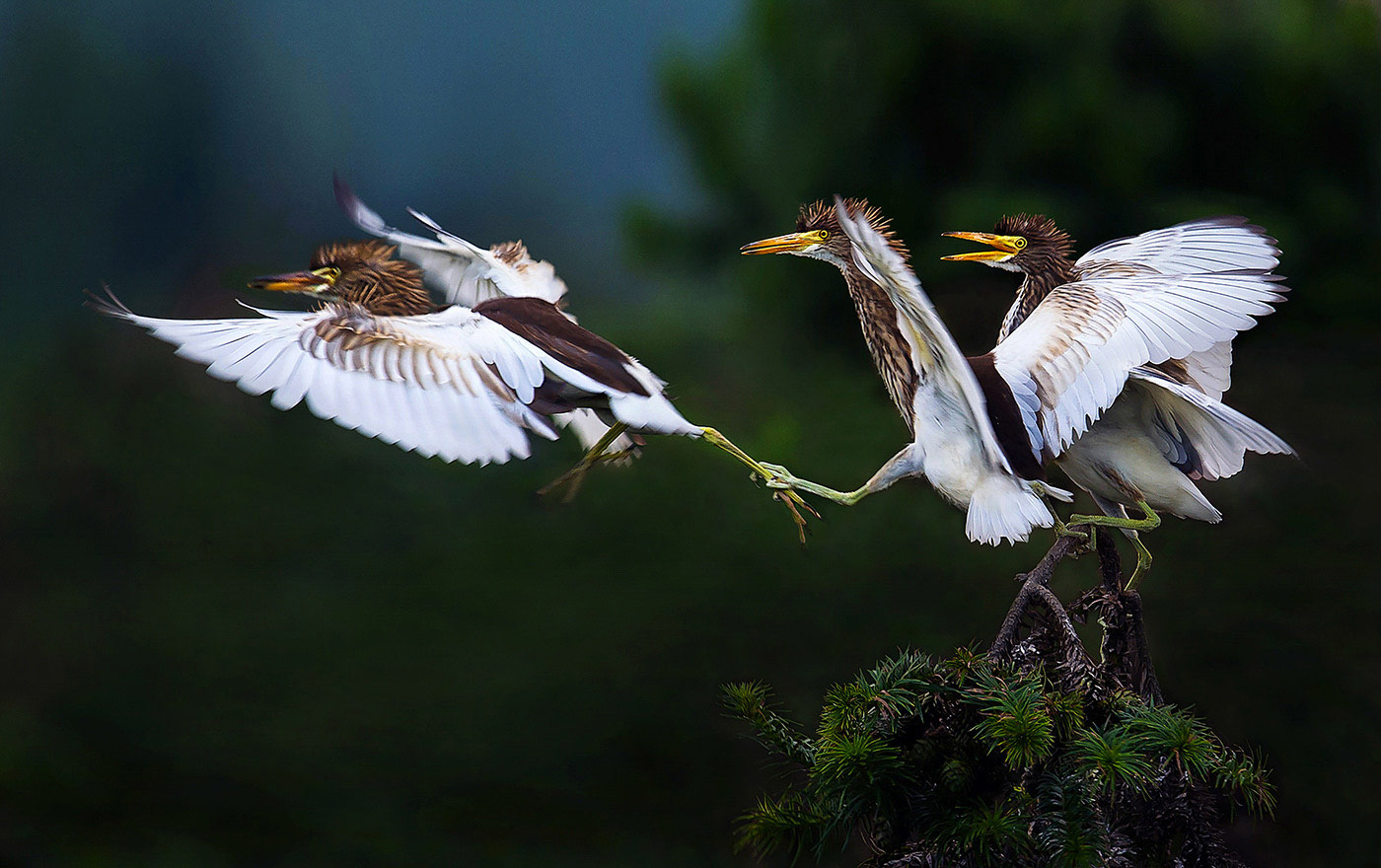 Don’t Go, Fuzhou, Jiangxi, China, © Jianhui Liao, Nanchang, China, Highly Honored Birds, Nature's Best Photography Asia