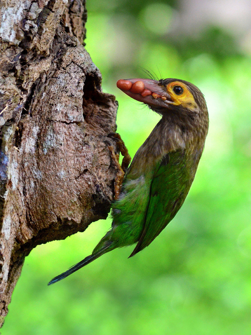 Beak Full of Fruit, Galle, Sri Lanka, © Sunil Warnakulasuriya, Moratuwa, Sri Lanka, Highly Honored Birds, Nature's Best Photography Asia
