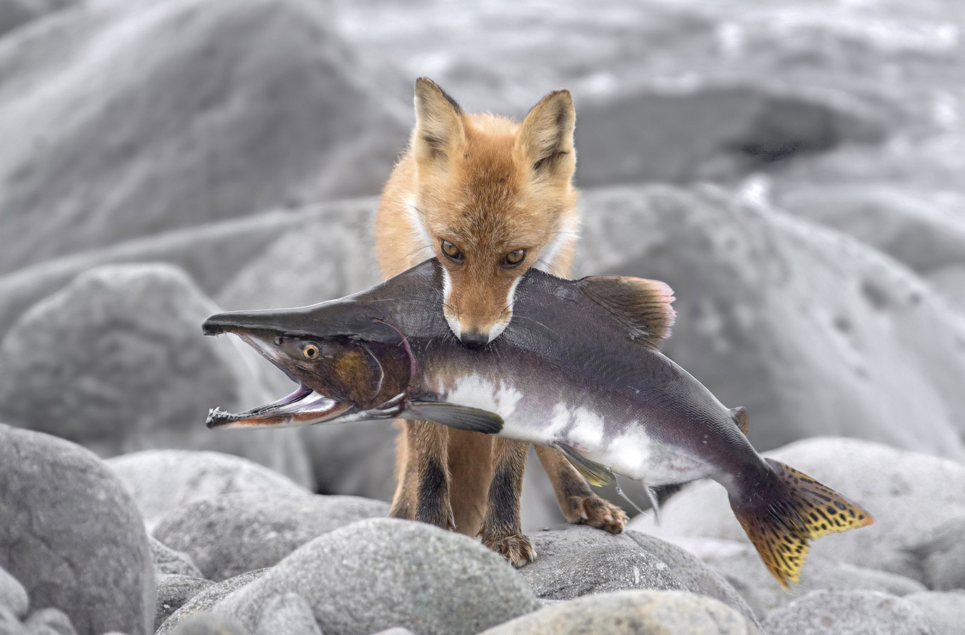 A big salmon run, © Shinji Sato, Hokkaido, Japan, Highly Honored Wildlife, Nature's Best Photography Asia