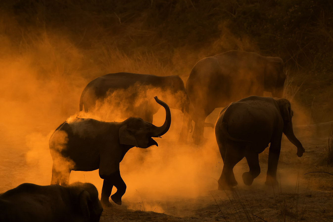 Golden dust, © Shivang Mehta, Haryana, India, Highly Honored Wildlife, Nature's Best Photography Asia
