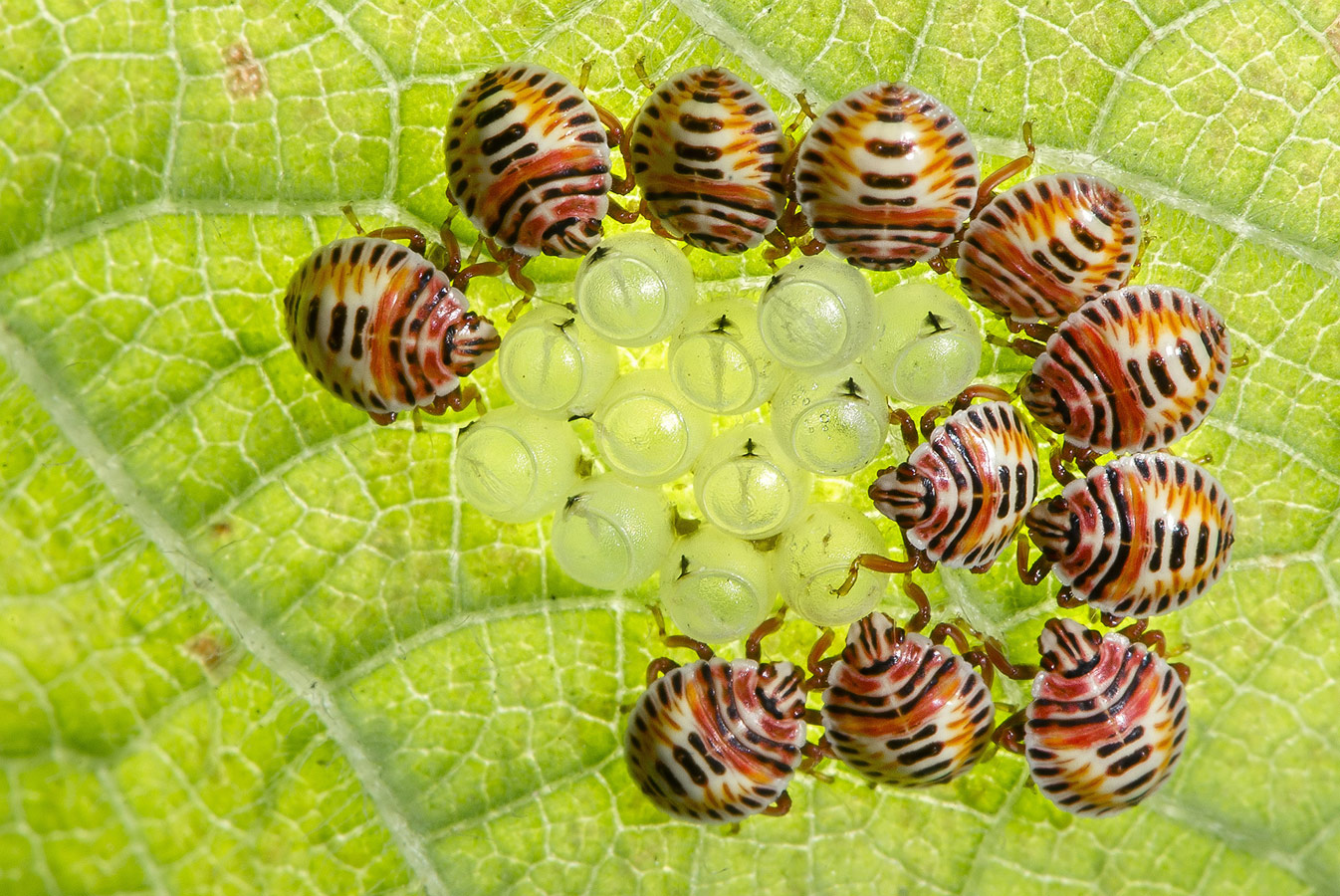 Just emerged from eggs, © Satpal Singh, Mohammadi, India, Highly Honored Small World, Nature's Best Photography Asia