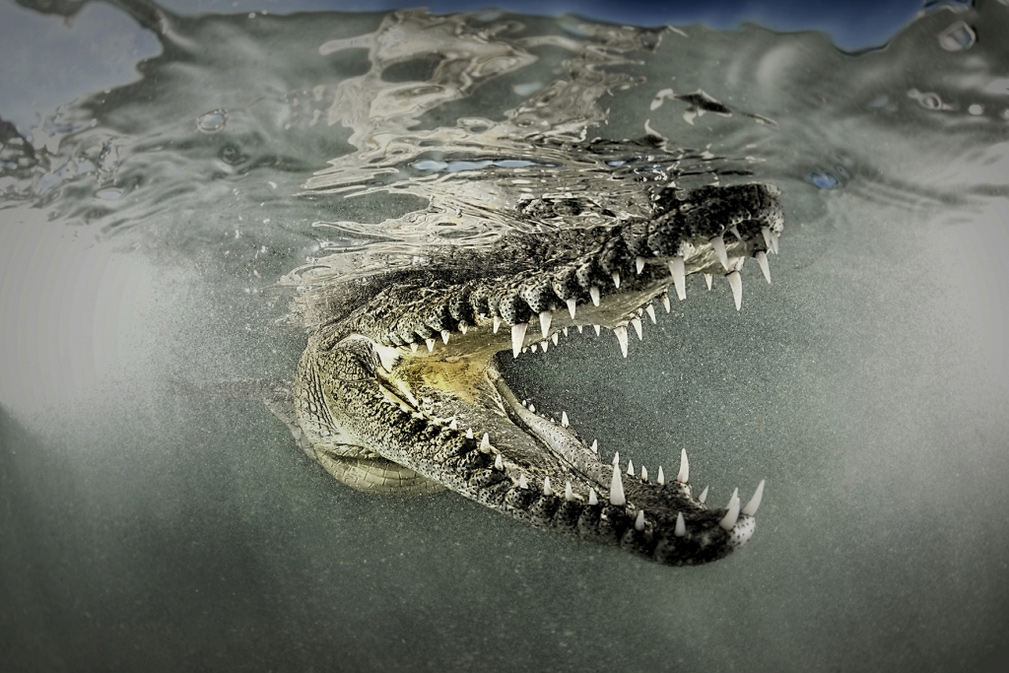 Crocodile Smile, © Rodney Bursiel, United States, Nature: Underwater, ND Awards Photo Contest