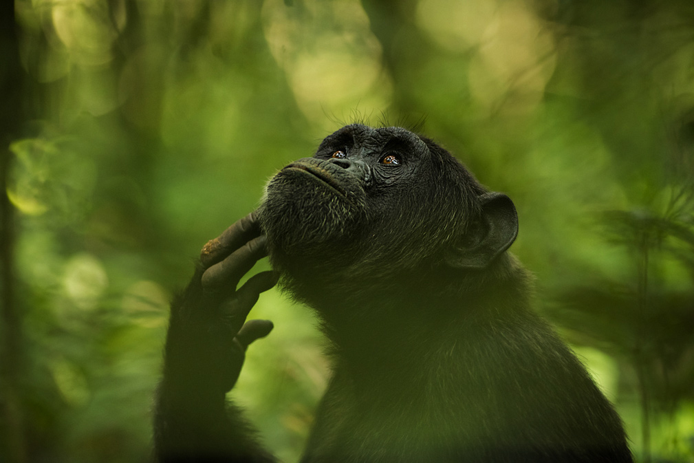 The Thinker, © Ingrid Vekemans, Nature: Wildlife, ND Awards Photo Contest