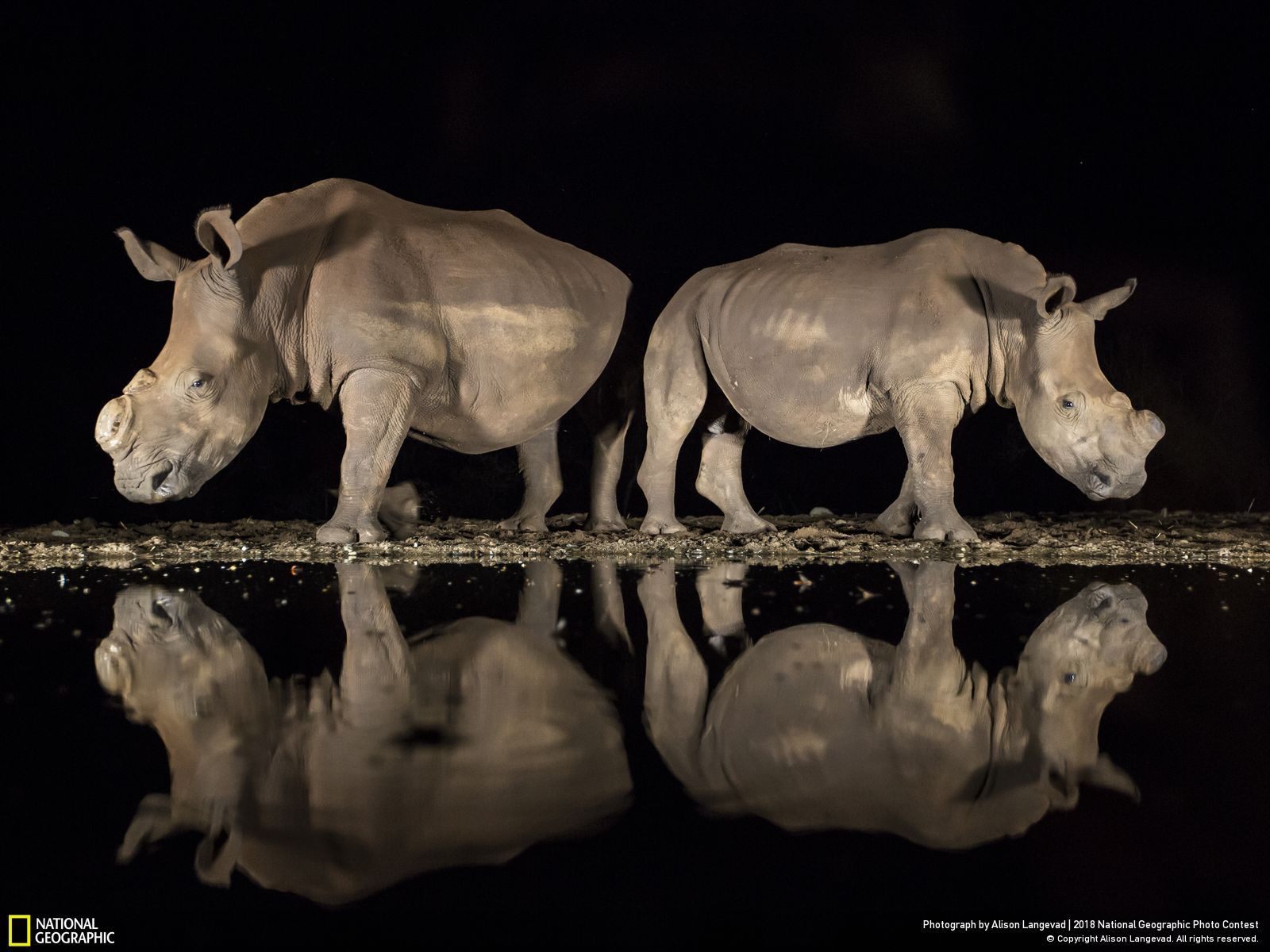 A New Look, © Alison Langevad, Third Place, Wildlife, National Geographic Photo Contest