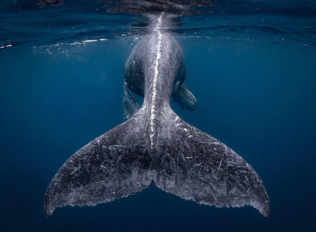 Mermaid, © Reiko Takahashi, Grand Prize Winner, National Geographic Travel Photographer of the Year Contest