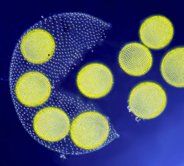 Living Volvox algae releasing its daughter colonies, © Jean-Marc Babalian, Nantes, France, 3RD PLACE, Nikon’s Small World — Photomicrography Competition