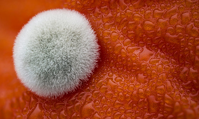 Mold on a tomato, © Dean Lerman, Netanya, Israel, 5TH PLACE, Nikon’s Small World — Photomicrography Competition