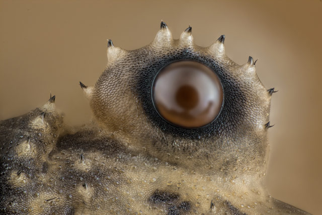 Opiliones (daddy longlegs) eye, © Charles B. Krebs, Charles Krebs Photography, Issaquah, Washington, USA, 12TH PLACE, Nikon’s Small World — Photomicrography Competition