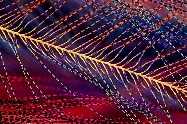 Parus major (titmouse) down feather, © Marek Miś, Marek Mis Photography, Suwalki, Podlaskie, Poland, 16TH PLACE, Nikon’s Small World — Photomicrography Competition
