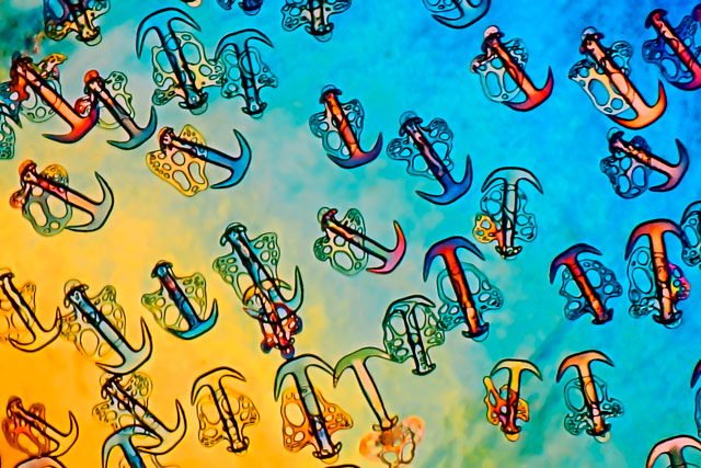 Synapta (sea-cucumber) skin, © Christian Gautier, Biosphoto, Le Mans, France, 18TH PLACE, Nikon’s Small World — Photomicrography Competition