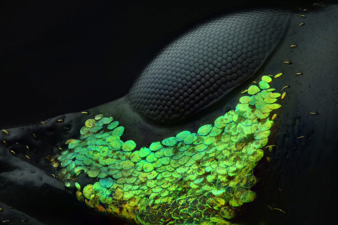 Eye of a Metapocyrtus subquadrulifer beetle, © Yousef Al Habshi, Abu Dhabi, United Arab Emirates, 1st Place, Nikon’s Small World - Photomicrography Competition