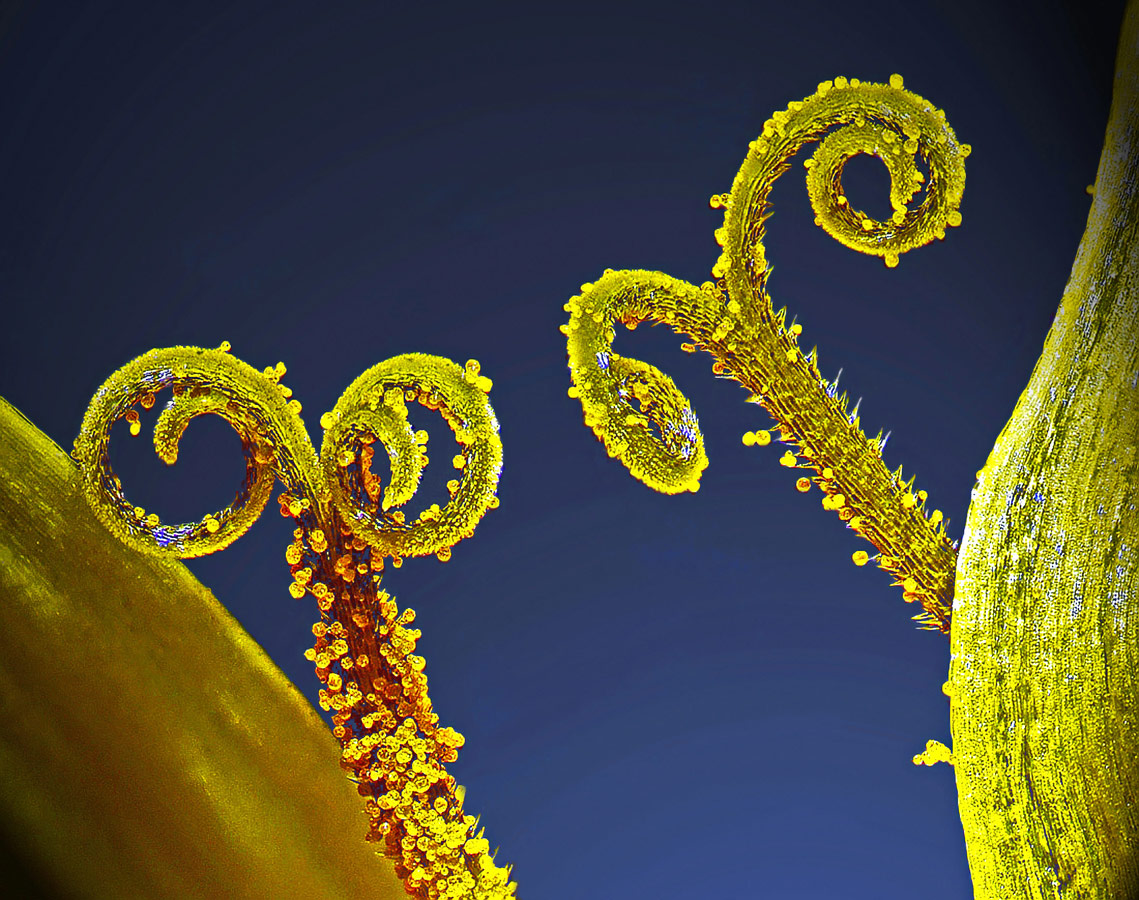 Stalks with pollen grains, © Dr. Csaba Pintér, University of Pannonia, Georgikon Faculty, Department of Plant Protection, Keszthely, Hungary, 10th Place, Nikon’s Small World - Photomicrography Competition