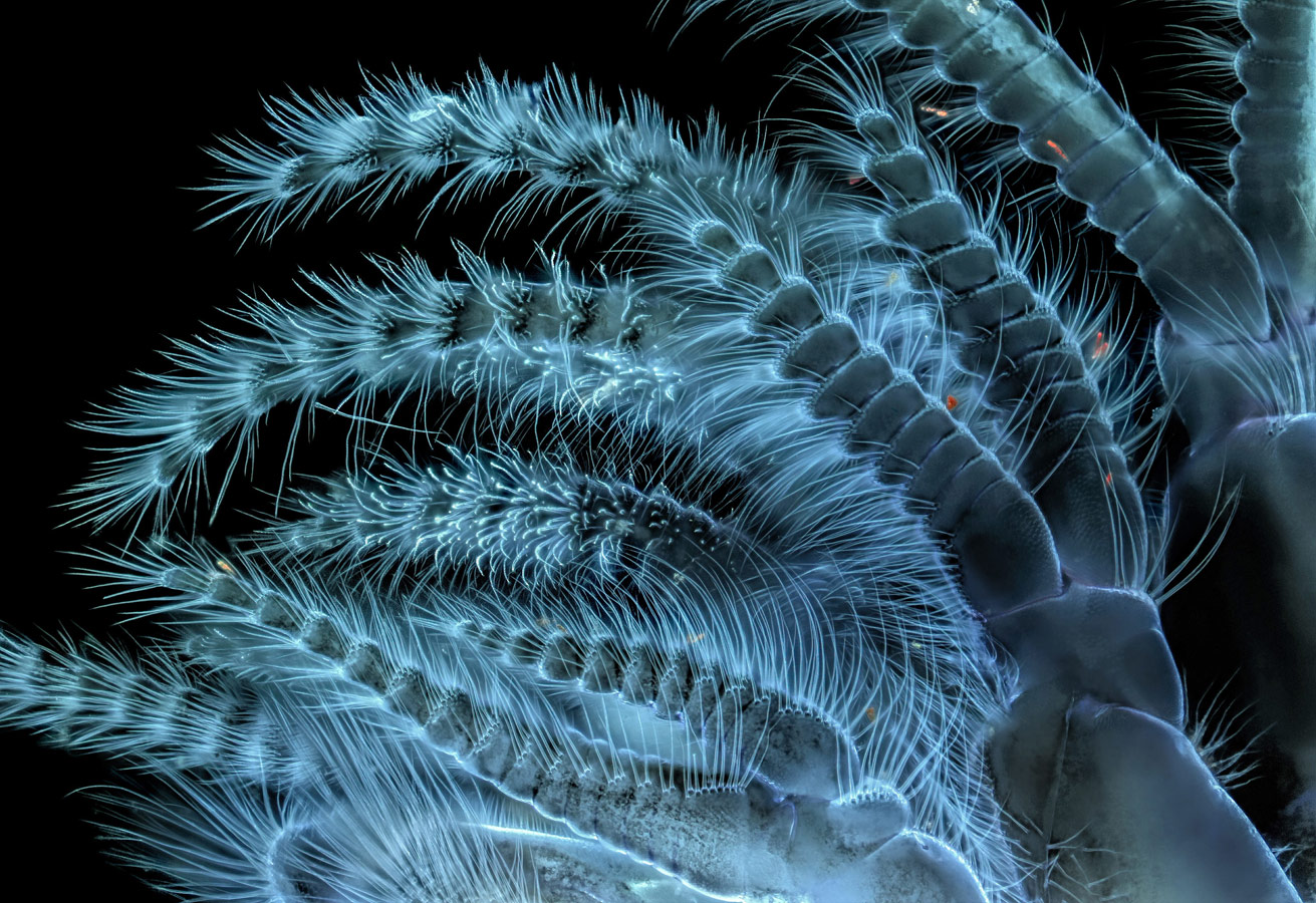 Balanus glandula (acorn barnacle), © Charles B. Krebs, Charles Krebs Photography, Issaquah, Washington, USA, 13th Place, Nikon’s Small World - Photomicrography Competition