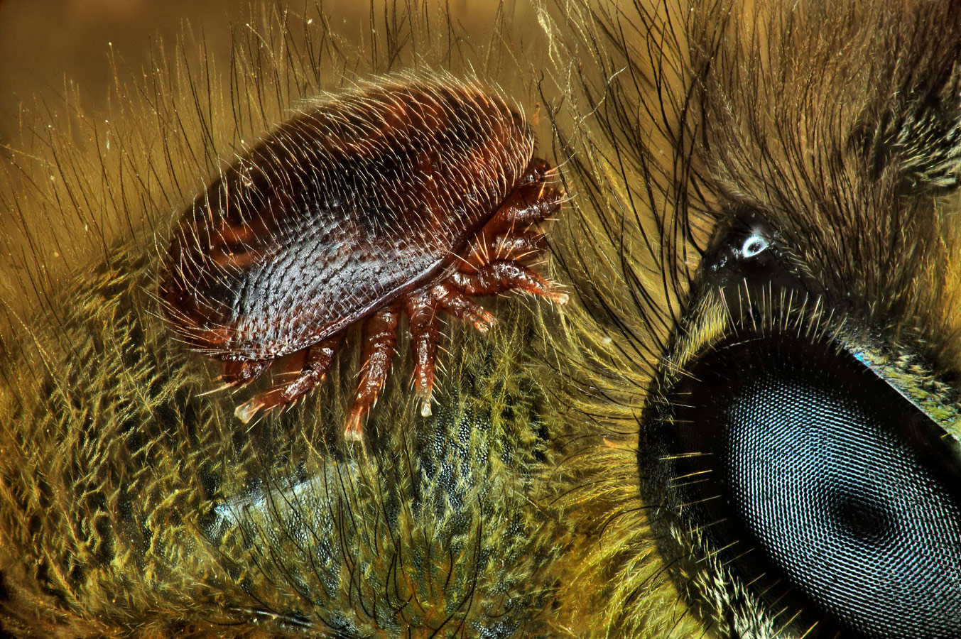 Varroa destructor (mite) on the back of Apis mellifera (honeybee), © Antoine Franck, CIRAD - Agricultural Research for Development, Saint Pierre, Réunion Island, France, 15th Place, Nikon’s Small World - Photomicrography Competition