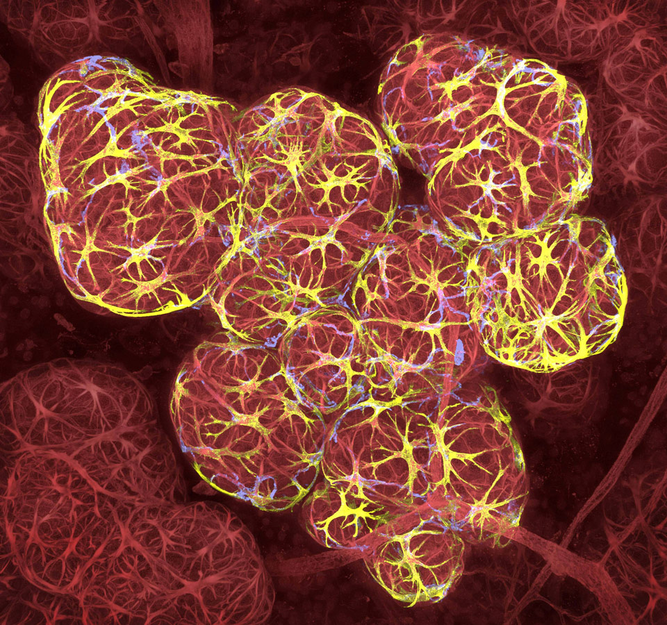Breast tissue in lactation: Milk filled spheres (red) surrounded by tiny muscle cells that squeeze out milk (yellow) and immune cells that monitor for infection (blue), © Caleb Dawson, The Walter and Eliza Hall Institute of Medical Research, Department of Stem Cells and Cancer, Melbourne, Australia, 17th Place, Nikon’s Small World - Photomicrography Competition