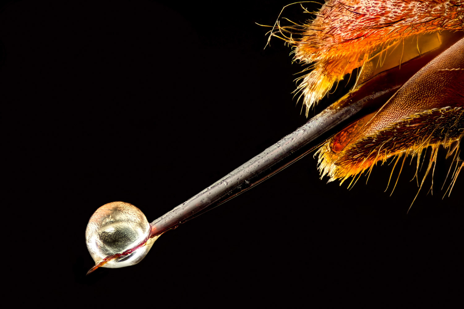 Vespa velutina (Asian hornet) with venom on its stinger, © Pierre Anquet, La Tour-du-Crieu, Ariège, France, 19th Place, Nikon’s Small World - Photomicrography Competition