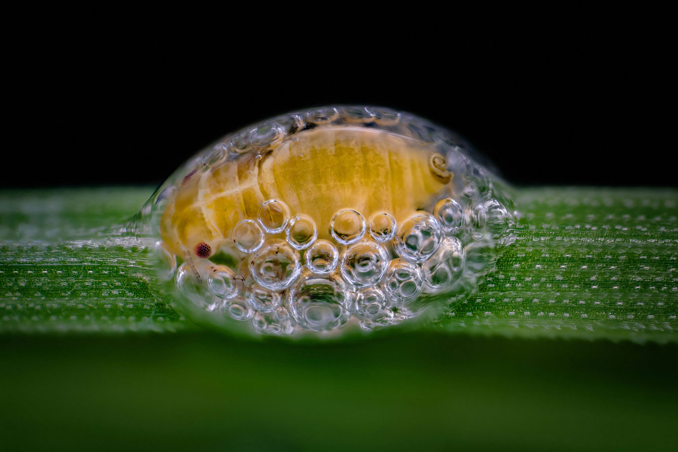 Spittlebug nymph in its bubble house, © Saulius Gugis, Naperville, Illinois, USA, 3rd Place, Nikon’s Small World - Photomicrography Competition