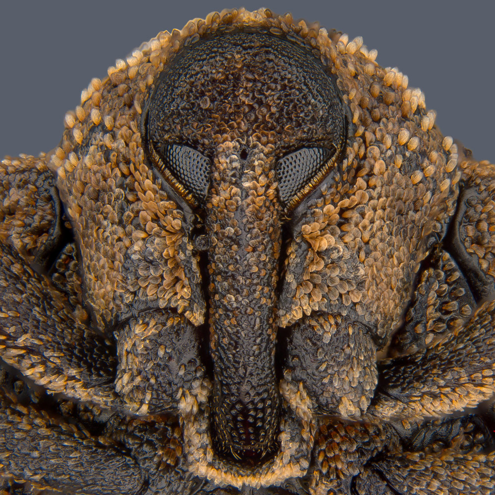 Portrait of Sternochetus mangiferae (mango seed weevil), © Pia Scanlon, Government of Western Australia, Department of Primary Industries and Regional Development, South Perth, Western Australia, Australia, 8th Place, Nikon’s Small World - Photomicrography Competition