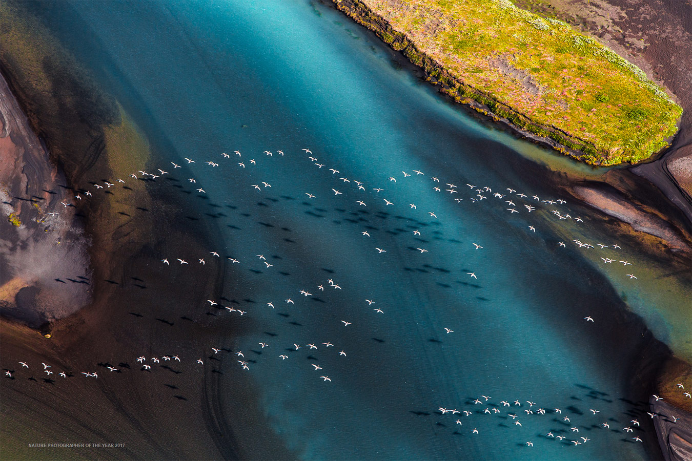The Great Migration, © Pere Soler Isern, Winner by Category 01 - Birds, Nature Photographer of the Year