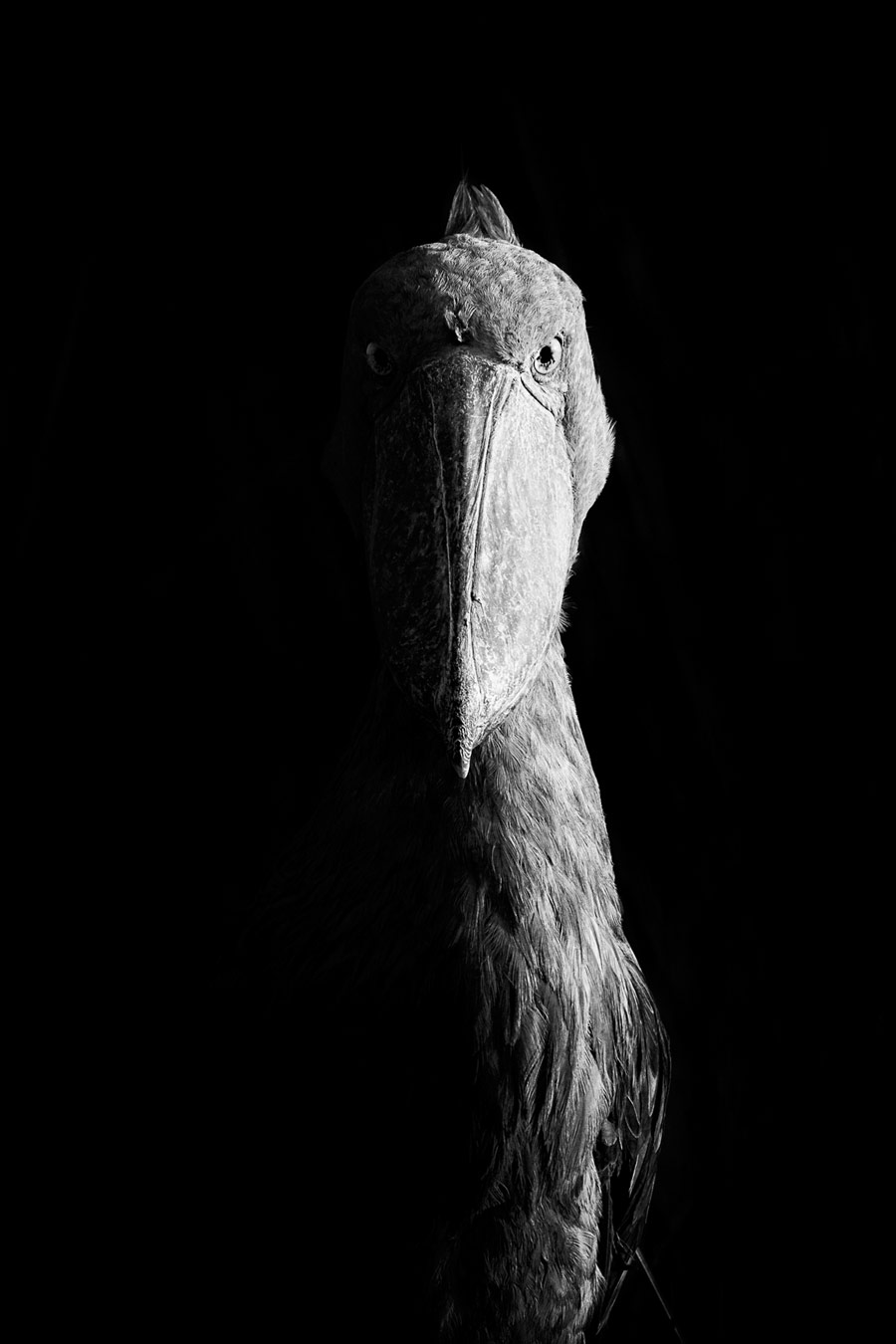 Sidelit Shoebill, © Dvir Barkay (USA), Category Winner, Nature Photographer of the Year