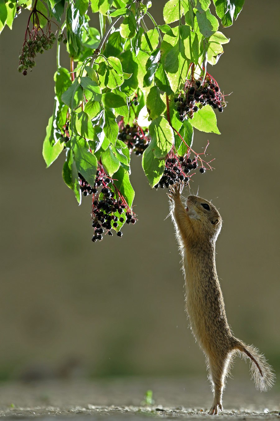 Catching fruits, © Marc Costermans (BE), Runner-up, Nature Photographer of the Year