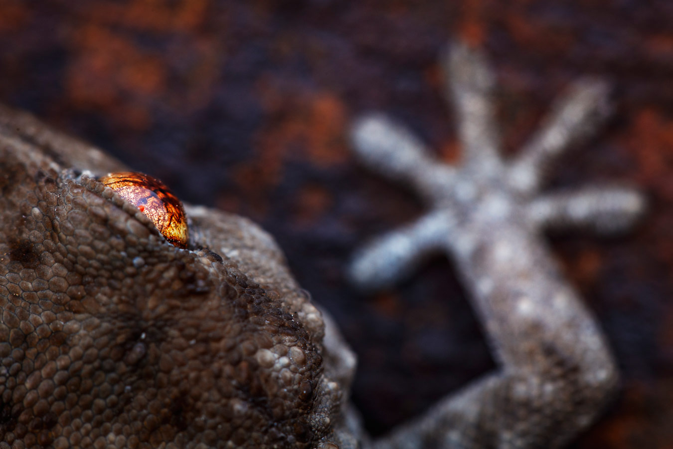 Gomero wall gekko, © Radomir Jakubowski (GER), Runner-up, Nature Photographer of the Year