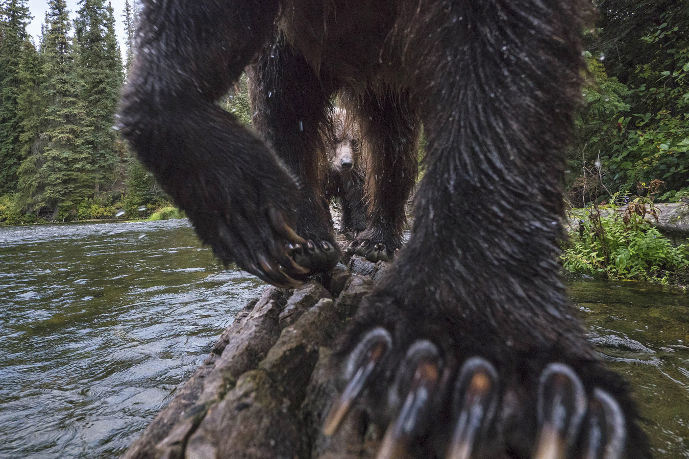 © Peter Mather, Mammals, Oasis Photo Contest — International Award of Wildlife Photography