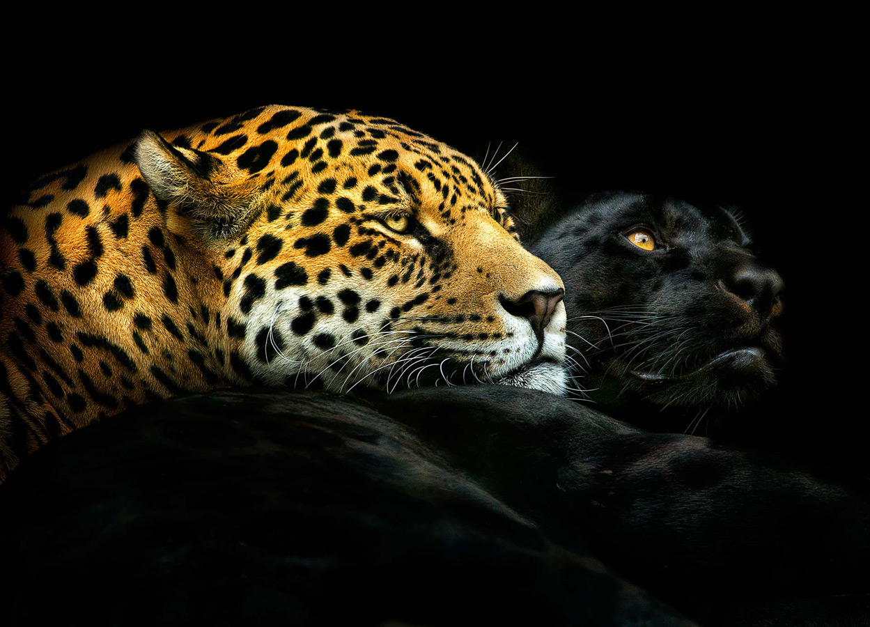 © Pedro Jarque, «Open» Animals Winner, Oasis Photo Contest — International Award of Wildlife Photography