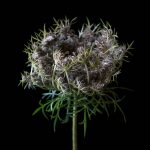 “Fatal Flora”, © Molly Wood, Des Moines, IA, United States, Things Winner, One Life Awards