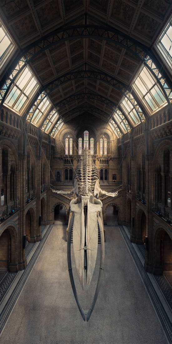 The Blue Whale, Natural History Museum, London, United Kingdom, © Peter Li, Great Britain, Amateur Award Winner – Built Environment / Architecture, EPSON International Pano Awards