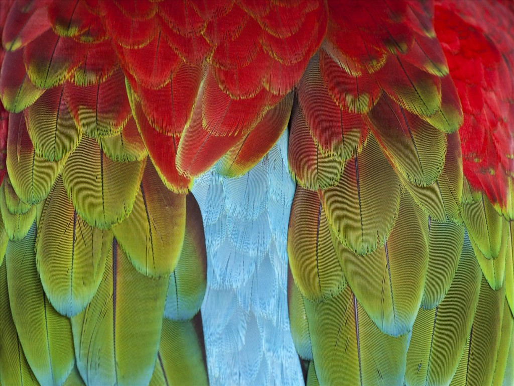 Parrot Feathers, © John Ellis, Community Spirit from the Photographic Angle