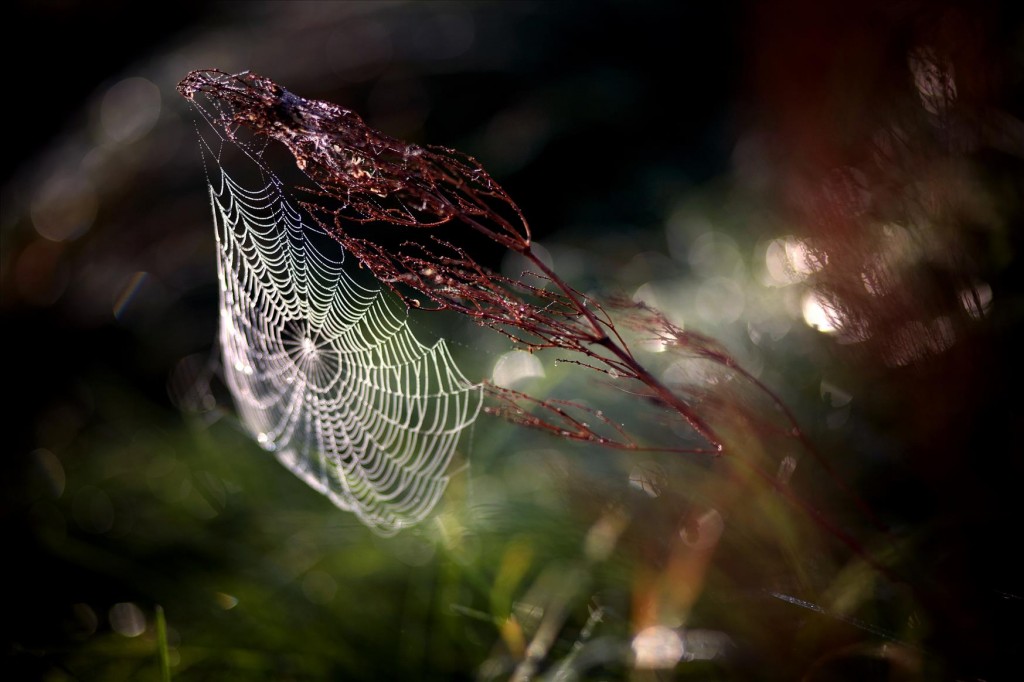 The World Net, © Jevgenijs Scolokovs, Community Spirit from the Photographic Angle