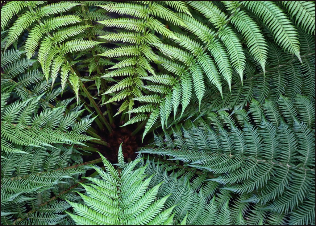 Fern Saville Gardens, © Mary Auckland, Community Spirit from the Photographic Angle
