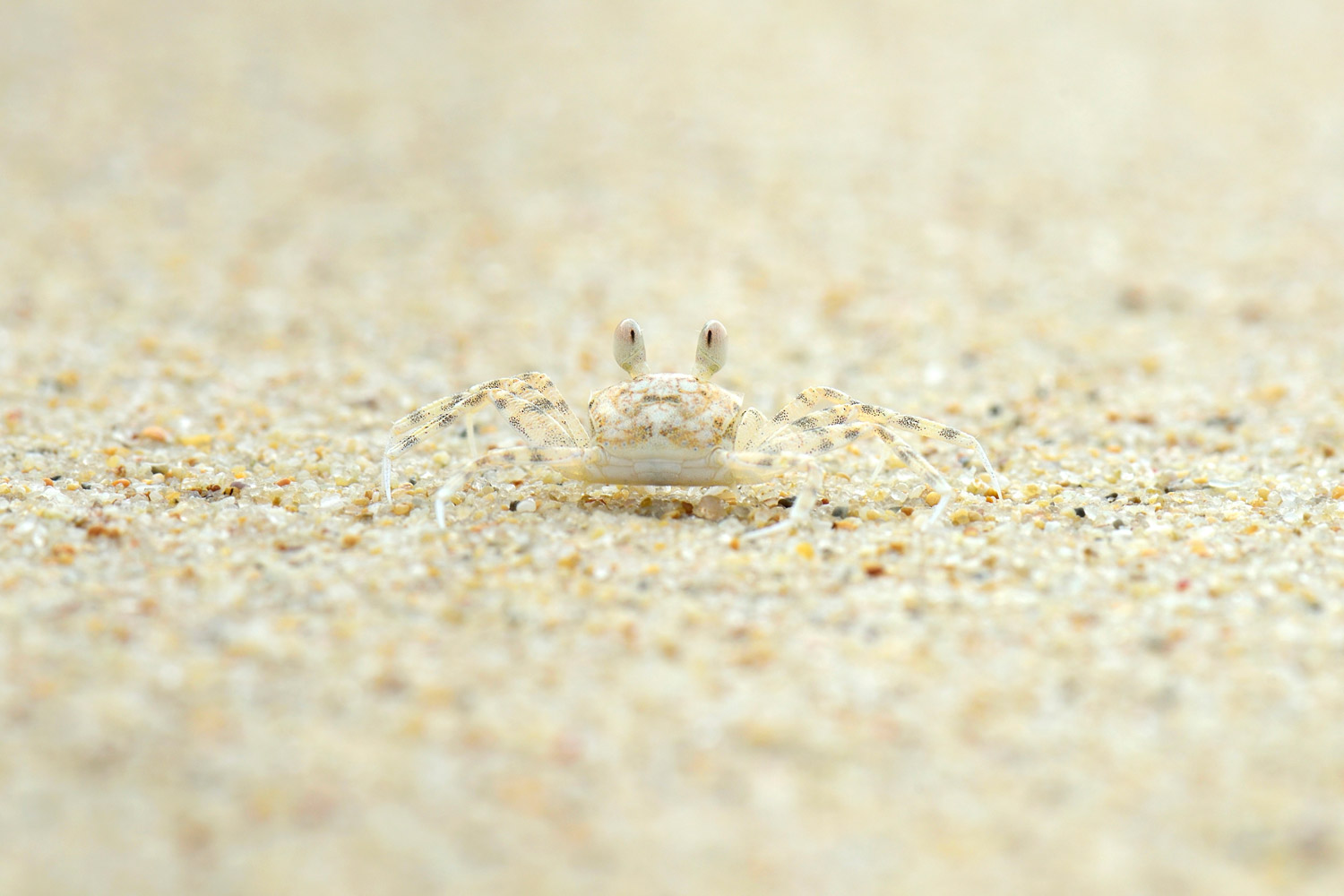 Ghost Crab, Javier Herranz Casellas, The Royal Society of Biology annual photography competition