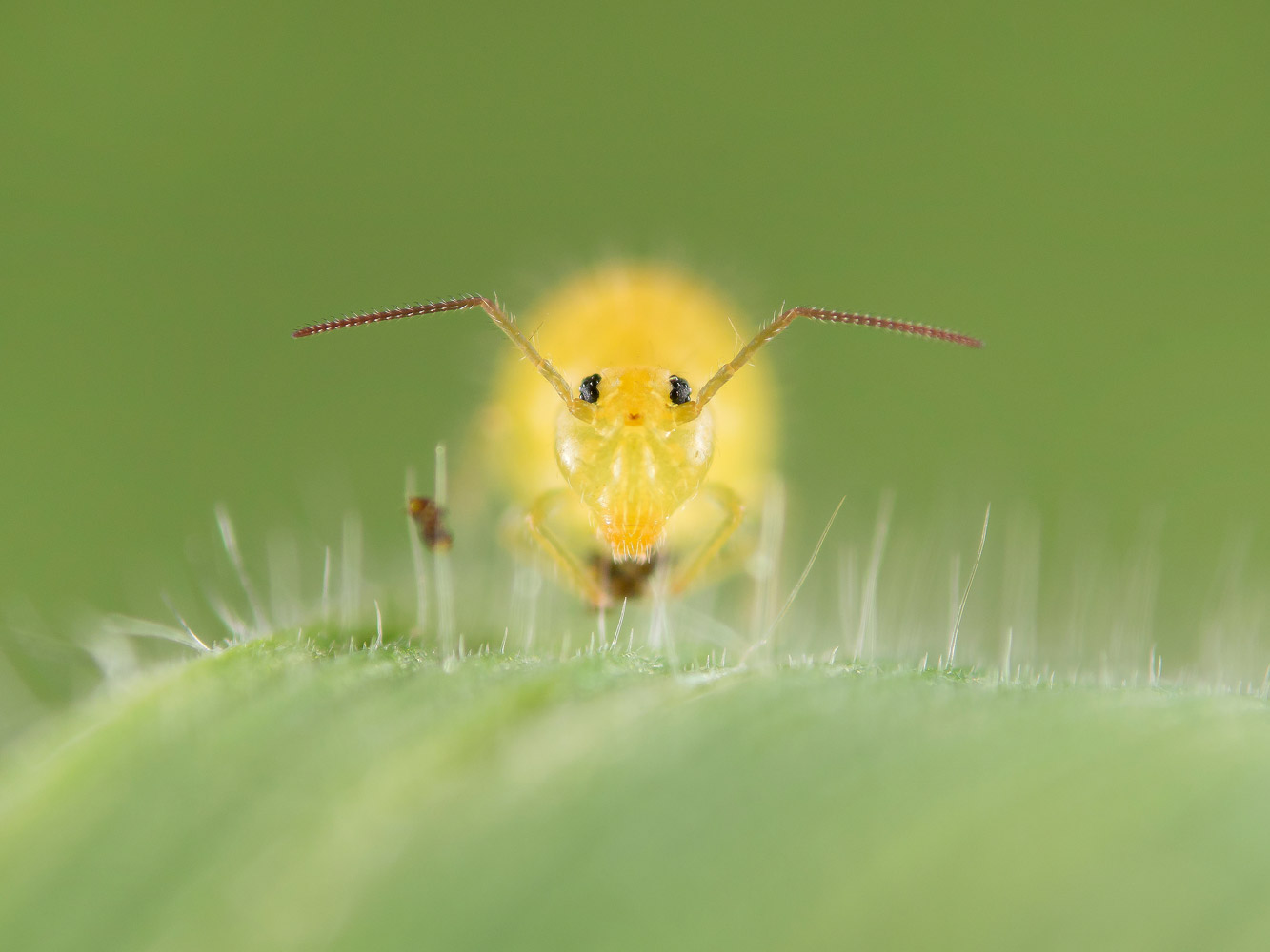 Springtail, © Marc Brouwer, Runner up: Photographer of the Year 2017, The Royal Society of Biology annual photography competition