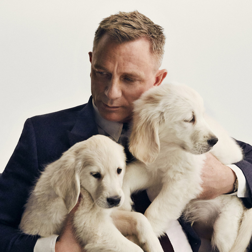 Daniel Craig & Two Puppies, © Geoff Levy, Brooklyn, NY, United States, Amateur : Celebrities, PDN Faces - Portrait Photography Contest