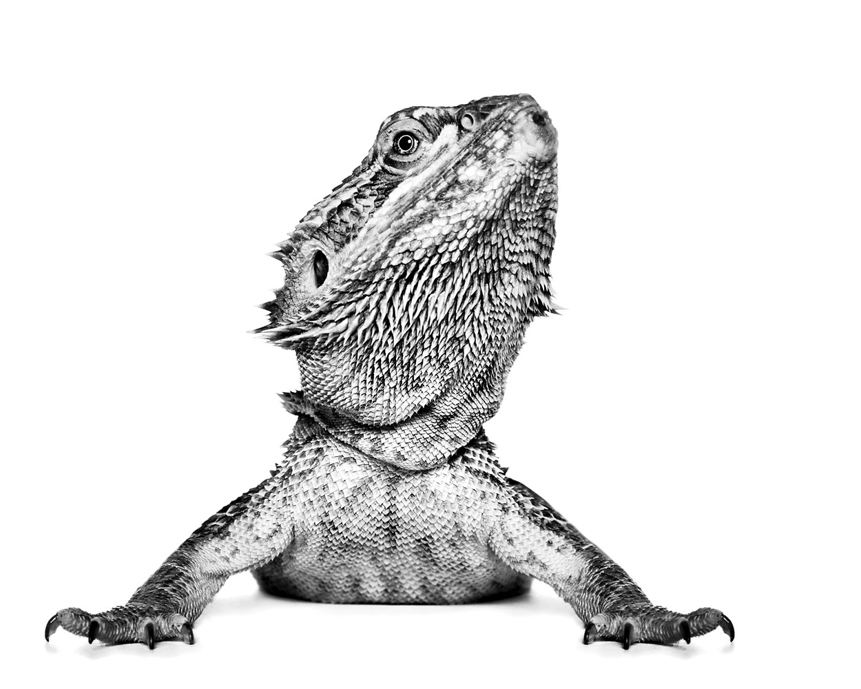 Reptilian, © Alexandra Cearns, North Perth, WA, Australia, Professional : Animal Portraits, PDN Faces - Portrait Photography Contest