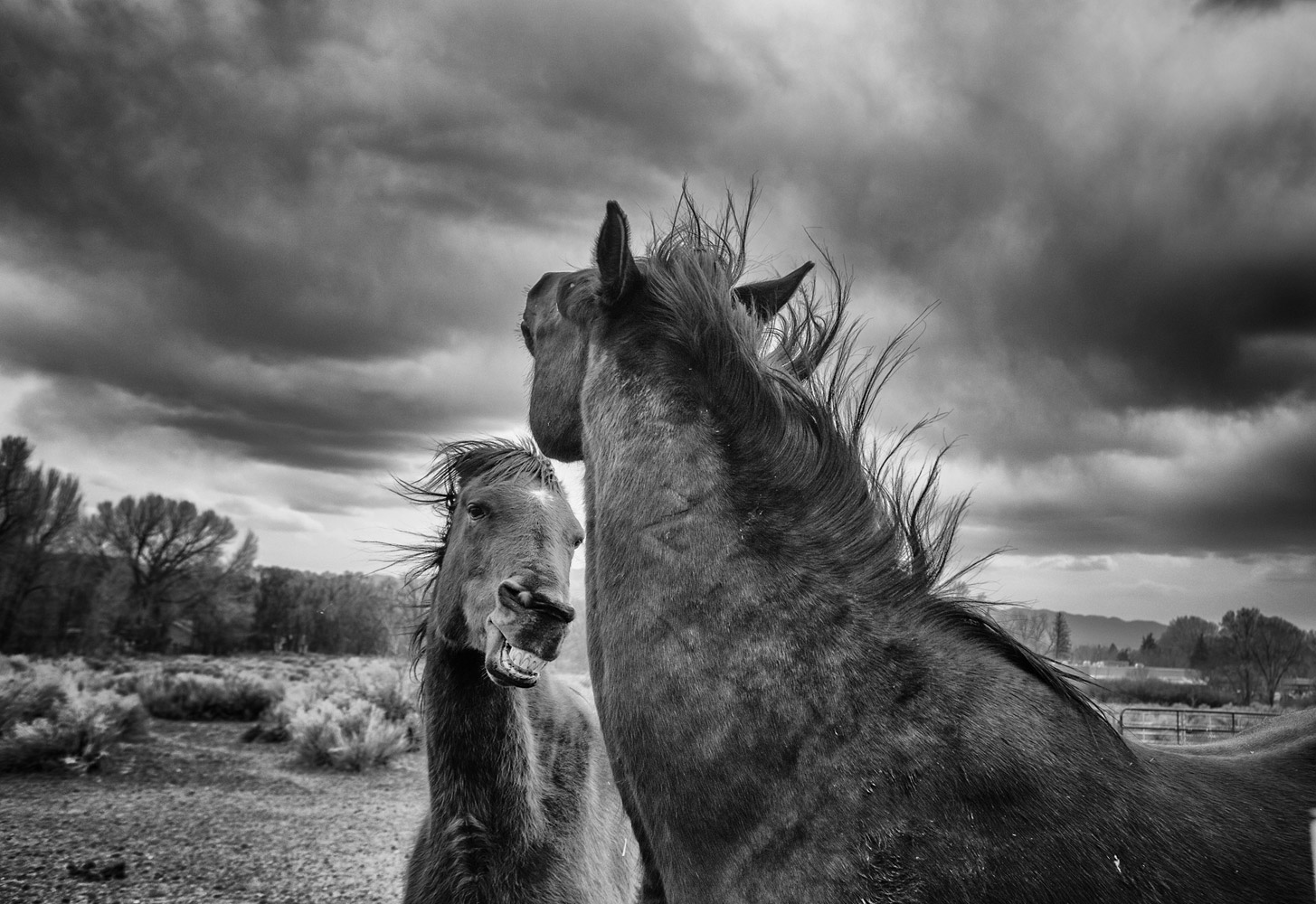 Wild, © Landry Major, Calabasas, CA, United States, Professional : Animal Portraits, PDN Faces - Portrait Photography Contest