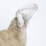 Farmville, Portraits Of Animals (Almost) Lost, © Emanuela Colombo, Sumirago, Varese, Italy, Professional : Animal Portraits, PDN Faces - Portrait Photography Contest